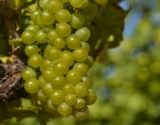 Мідь малоефективна проти сірої гнилі на органічному винограднику